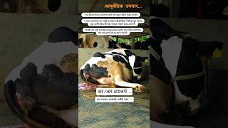 🐄जार वार अडकणे यावर आयुर्वेदिक उपचार कोणता सर्वात सोप्या पद्धतीत🐃 animaldoctor [upl. by Anerbes]