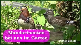 Mandarinenten bei uns im Garten [upl. by Drud]