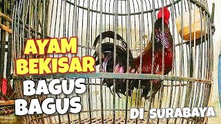 UPDATE HARGA AYAM BEKISAR DI PASAR BRATANG SURABAYA [upl. by Cristionna]