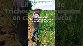 LIBERACION DE TRICHOGRAMMA EXIGUUM EN CAÑA DE AZUCAR [upl. by Cran]