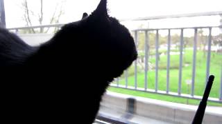 Our black cat making quothunting soundsquot at the sight of birds [upl. by Ardyth]