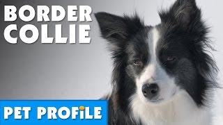 Border Collie Pet Profile  Bondi Vet [upl. by Ecille593]