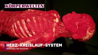 Das Herz Kreislauf System KÖRPERWELTEN Berlin [upl. by Siuqaj829]