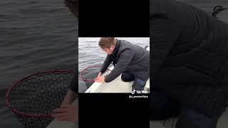 Mjøsa leverer alltid fin abbor fishing fish abborre perch fishingvideo fishinglife [upl. by Hatch448]