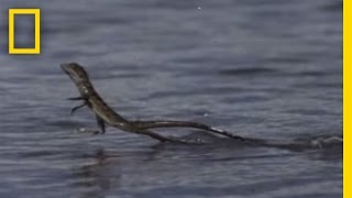 Jesus Christ Lizard  National Geographic [upl. by Arria416]