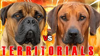 Bullmastiff vs Rhodesian Ridgeback  Rhodesian Ridgeback vs Bullmastiff  Guard Dog  Billa Boyka [upl. by Ahsienor413]