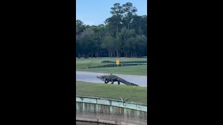 Alligator takes walk by Hilton Head golf course [upl. by Josie]