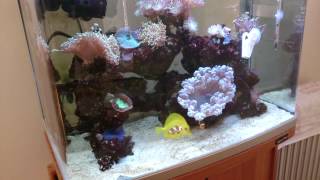 all about salinitysalt level in a reef aquarium What to do about it [upl. by Hsirap955]