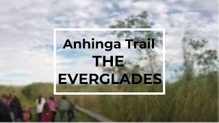 Anhinga Trail walking tour Everglades National Park [upl. by Flanagan307]