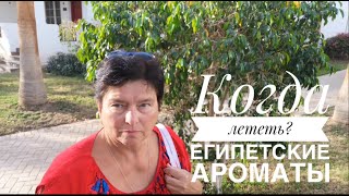 Шарм эль шейх Когда лететь Египетские ароматы [upl. by Ludwog]