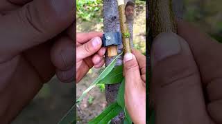 diy grafting knife graft tools bushcraft satisfying handmade cnclife streetfood [upl. by Maitland604]