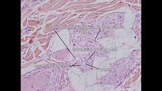 Stratified cuboidal and Stratified columnar epithelium under light microscope [upl. by Annol]