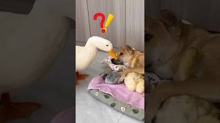 🦢 बत्तखों को संदेह है कि कुत्ते बत्तख के बच्चे चुरा लेते हैं 🤔🐕 shortsvideo SanjuToppoq7v [upl. by Imik860]