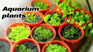 Growing Emersed Aquarium plants under DIY LED lightning [upl. by Hank]