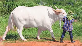 11 Rarest Albino Animals in the World [upl. by Coretta]