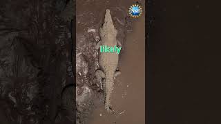 Crocodile shorts podcast science crocodile [upl. by Asilenna]