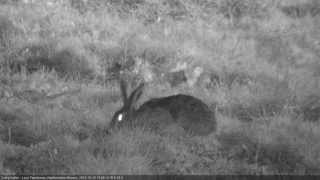 Zając szarak Lepus europaeus [upl. by Atlee]