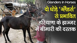 Glanders in India ‘ग्लैंडर्स वायरस ’ से दो घोड़े प्रभावित Haryana के Jhajjar में Virus की दस्तक [upl. by Lantha]