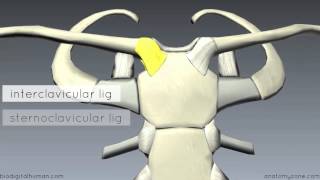 Sternoclavicular Joint  3D Anatomy Tutorial [upl. by Thunell]