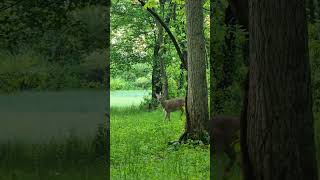 deer footage from turkey hunting [upl. by Nomor583]