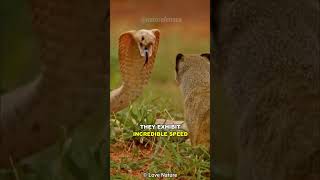 This Is Why Cobras Hate Mongooses [upl. by Naghem3]