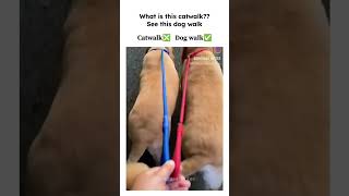 See this dog walk shortsviral dogwalk catwalk [upl. by Barbour89]