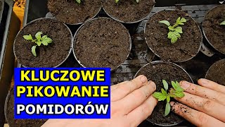 Kluczowe Pikowanie Pomidorów Jak Pikować Pomidory Krok po Kroku Nawożenie Rozsada Pomidora Uprawa [upl. by Irpak]