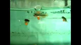 Aqua Gold Crossback Golden Baby Arowana Swimming [upl. by Ainud]