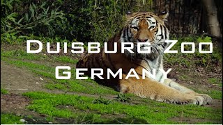 Duisburg Zoo Germany II Cinematic 4K [upl. by Nonnarb]