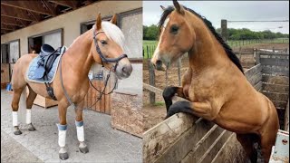 Need something fun Watch these funny and cute Horse Videos  Funniest Horses 3 [upl. by Lerim843]