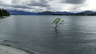 Wanaka Tree high view 24 Dec 2024 [upl. by Alec]