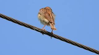 Zitting Cisticola Song [upl. by Harlen]