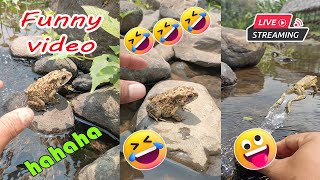 Catching frog funny make you laugh  funny cute animal  funny catc frog for fun [upl. by September681]