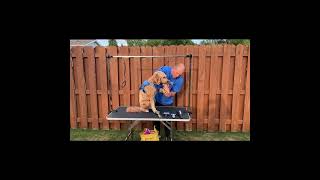 Roomtec 46quot dog grooming table unboxing experience [upl. by Calore]