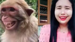 Troll Prank Dog Funny amp fake Lion and Fake Tiger Prank To dog amp Huge Box Prank to dog 480p [upl. by Aelam596]