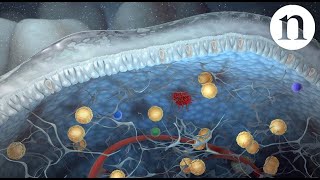 Innate lymphoid cells [upl. by Yahska]