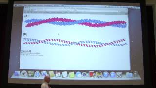 4 Kevin Aherns Biochemistry  Protein Structure I [upl. by Einnalem924]