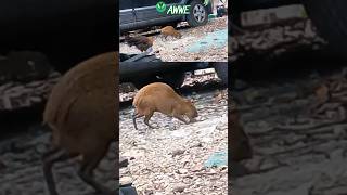 agouti wildlife caymanislands [upl. by Enylekcaj957]