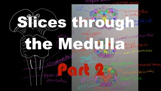 Brain Stem Anatomy 3  Slices through the Medulla Part 2 [upl. by Ardnuaed]