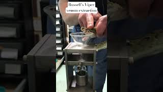 Russell’s Viper Daboia russelli extraction the venom is used to make a diagnostic test for lupus [upl. by Esirrehc]