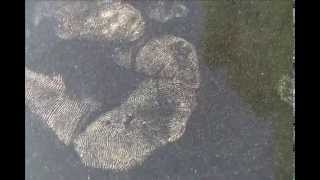 Footprint amp Fingerprint with lines of Gray langurs or Hanuman langurs Only one Video on Youtube [upl. by Hippel]