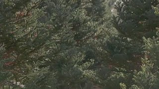 Christmas tree farms open in Minnesota [upl. by Papke]