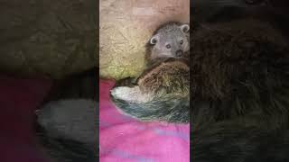 Время летит ♥️ bearcat zoo binturong сафарипарккраснодар [upl. by Ekram494]