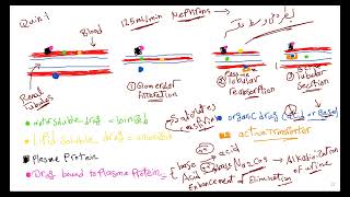 Elimination Excretion Pharmacokinetics [upl. by Lilac]