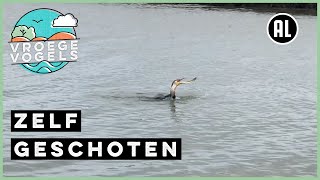 Aalscholver eet paling  Zelf Geschoten  Vroege Vogels [upl. by Clerc]