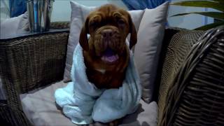 dogue de bordeaux  puppy 12 weeks  first swimming [upl. by Quartas]