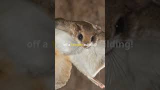 3 Fun Facts About Flying Squirrels🐿️ [upl. by Noillimaxam739]