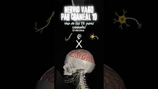 Nervio Vago par craneal X [upl. by Weixel798]