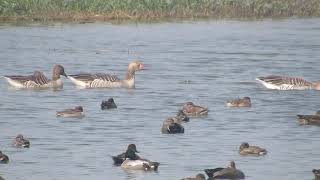 Falcated Duck  Patna Pakshi Vihar Jalesar  Near Hathras [upl. by Roberts878]