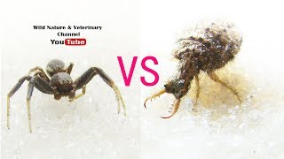 ANTLION VS SPIDER  Micro Monsters [upl. by Krantz]